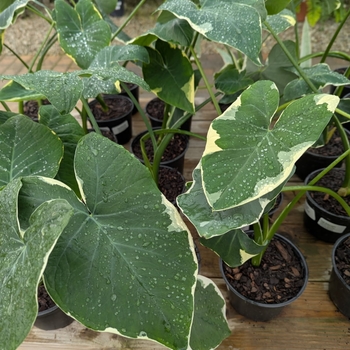 Alocasia - Rainbow Fantasy