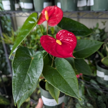 Anthurium - Jumbo Red