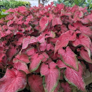 Kaladium - Fairytale Princess Caladium