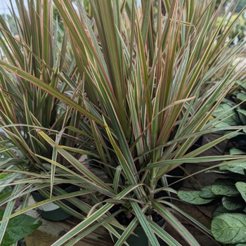Dracaena marginata - Bicolor Marginata