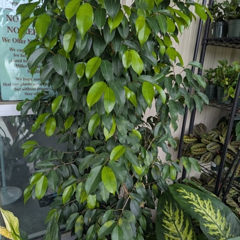 Ficus Florida Spire - Benjamina Ficus