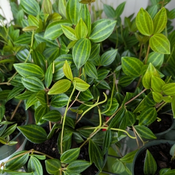 Peperomia Angulate - Funky Frog