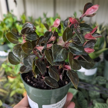 Peperomia metallica - Metallic Peperomia