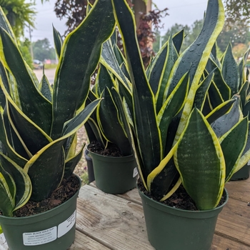 Sansevieria trifasciata - 'Black Gold' Snake Plant