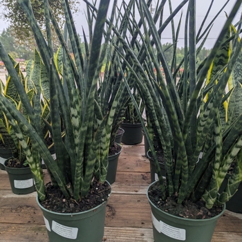 Sansevieria trifasciata - 'Fernwood' Snake Plant
