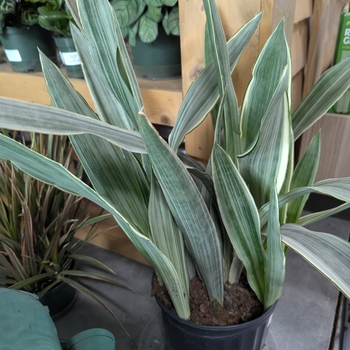 Sansevieria trifasciata - 'Sayuri' Snake Plant