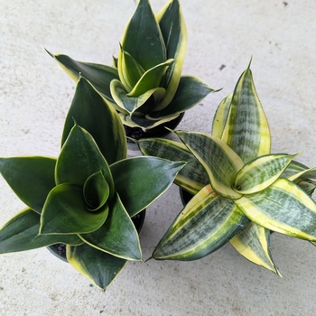 Sansevieria trifasciata - 'Hahnii' Snake Plant
