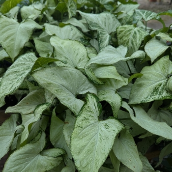 Syngonium podophyllum - Holly Arrowhead Plant