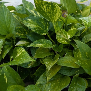 Epipremnum aureum - Golden Pothos