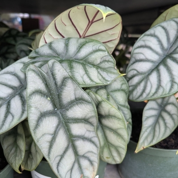 Alocasia - Mythic™ 'Silver Dragon' Elephant Ear