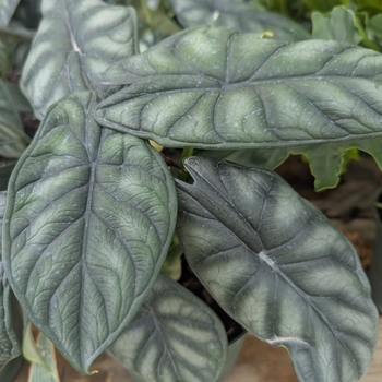 Alocasia baginda - 'Dragon Scale'