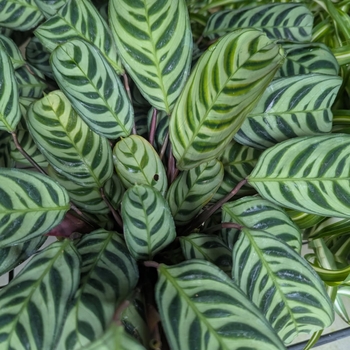 Calathea Burle Marx - Calathea