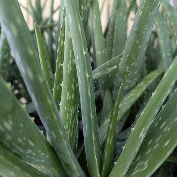 Aloe barbadensis 'Miller' - Aloe Vera