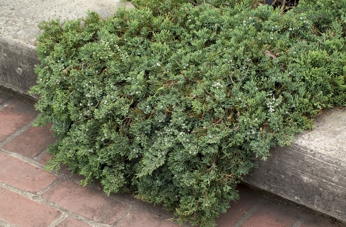 'Wiltonii' Blue Rug Juniper - Juniperus horizontalis from Miller Landscaping Supply