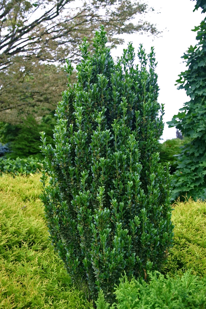 'Sky Pencil' Japanese Holly - Ilex crenata from Miller Landscaping Supply