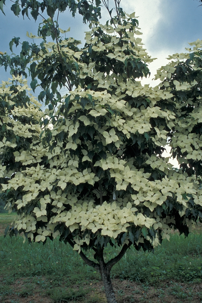 'Greensleeves' Dogwood - Cornus kousa COPY from Miller Landscaping Supply