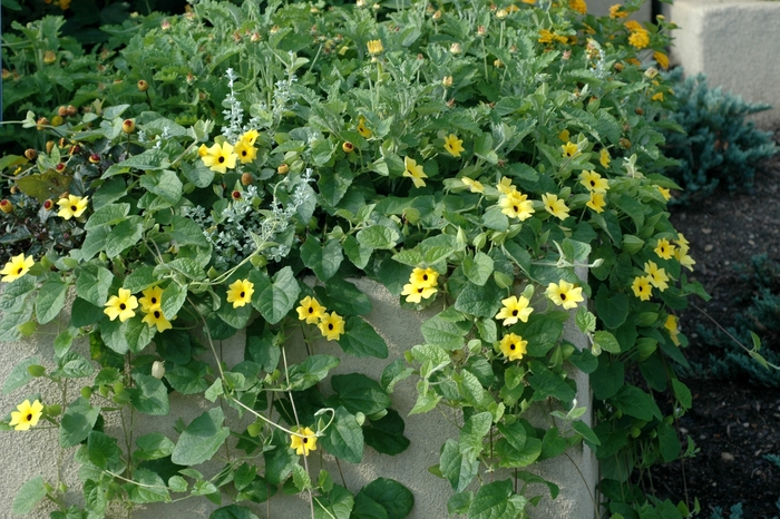 Sunny™ 'Lemon Star' - Thunbergia alata (Black-eyed Susan Vine) from Miller Landscaping Supply