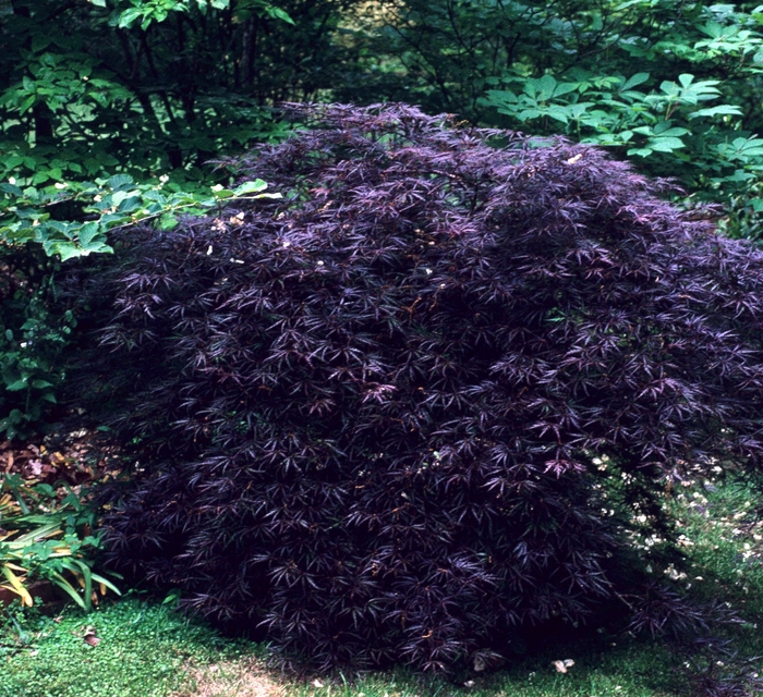 'Crimson Queen' Japanese Maple - Acer palmatum var. dissectum from Miller Landscaping Supply