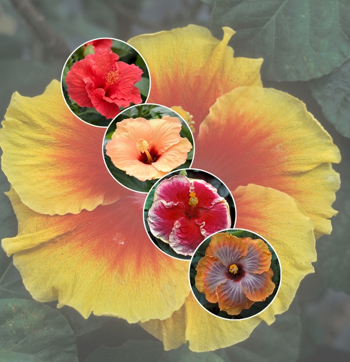 'Multiple Varieties' Assorted Tropical Hibiscus - Hibiscus from Miller Landscaping Supply