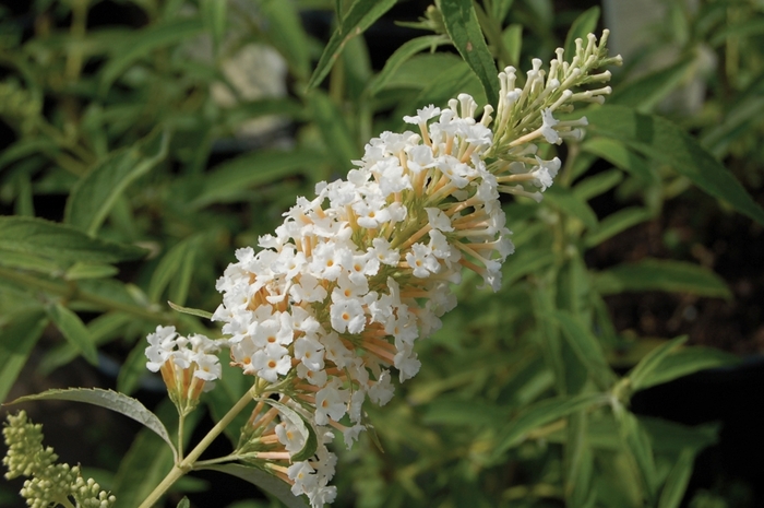 'Silver Frost' Butterfly Bush - Buddleia davidii from Miller Landscaping Supply