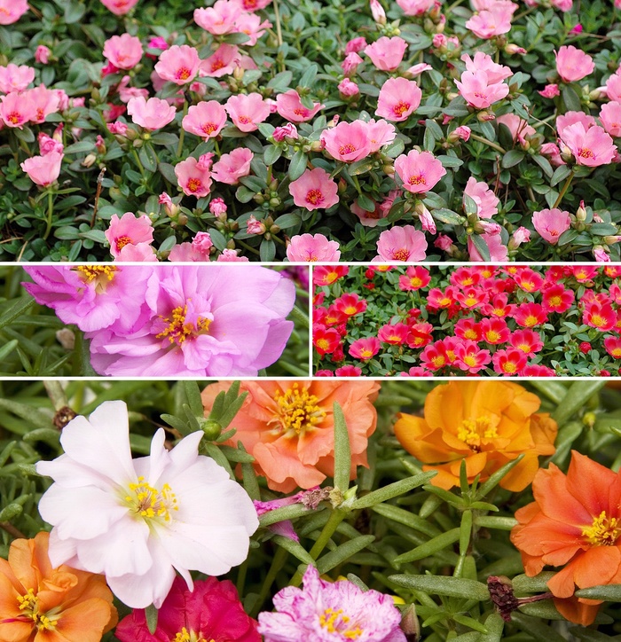'Multiple Varieties' - Portulaca from Miller Landscaping Supply
