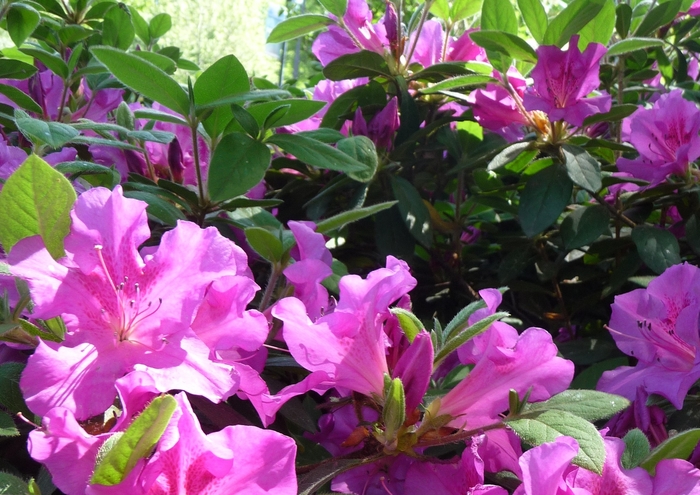 Encore® 'Autumn Royalty®' - Rhododendron (Azalea) from Miller Landscaping Supply