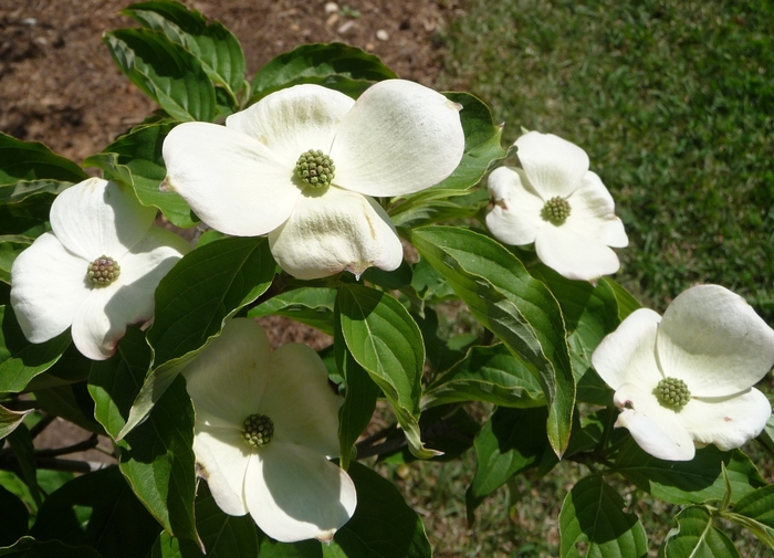 Chinese Dogwood or Kousa Dogwood - Cornus kousa from Miller Landscaping Supply