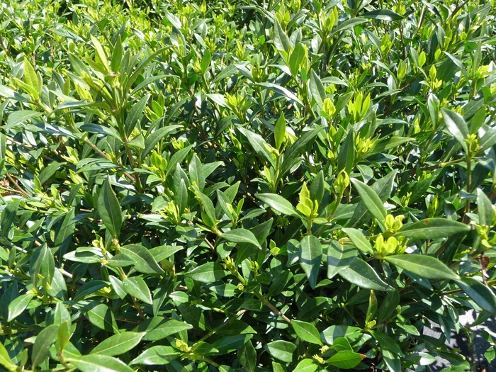 'Radicans' - Gardenia jasminoides from Miller Landscaping Supply