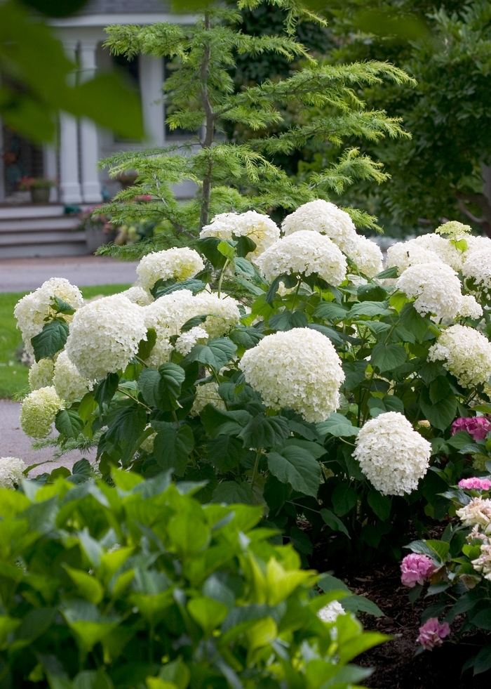 Incrediball® Smooth Hydrangea - Hydrangea arborescens from Miller Landscaping Supply