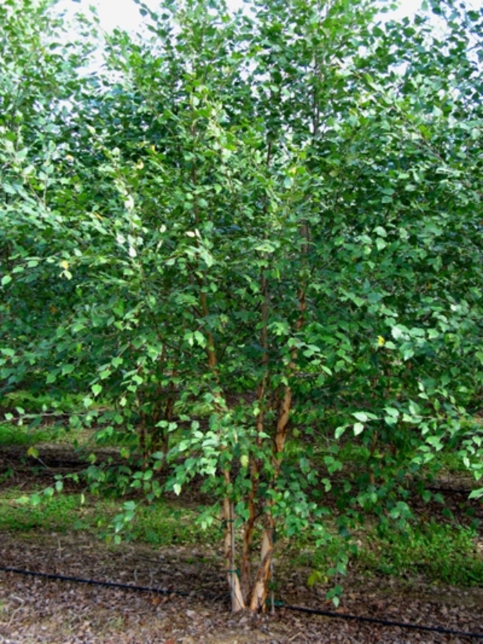 Dura Heat® River Birch - Betula nigra from Miller Landscaping Supply