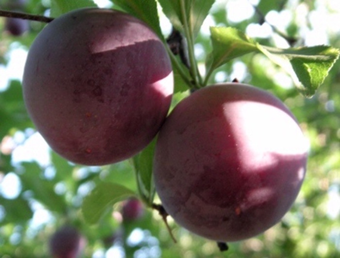 'Alderman' Plum - Prunus salicina from Miller Landscaping Supply