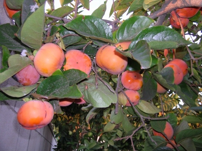 Virginiana Persimmon - Diospyros kaki from Miller Landscaping Supply