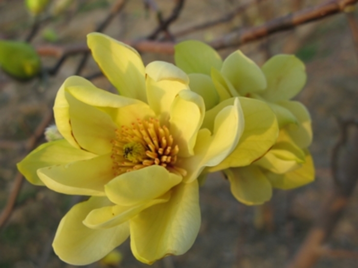 'Butterflies' - Magnolia from Miller Landscaping Supply