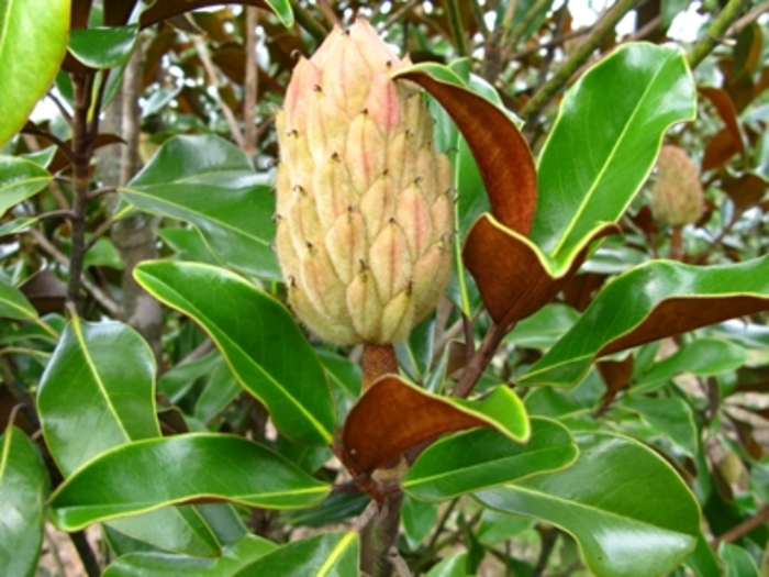 'Bracken's Brown Beauty' - Magnolia grandiflora from Miller Landscaping Supply