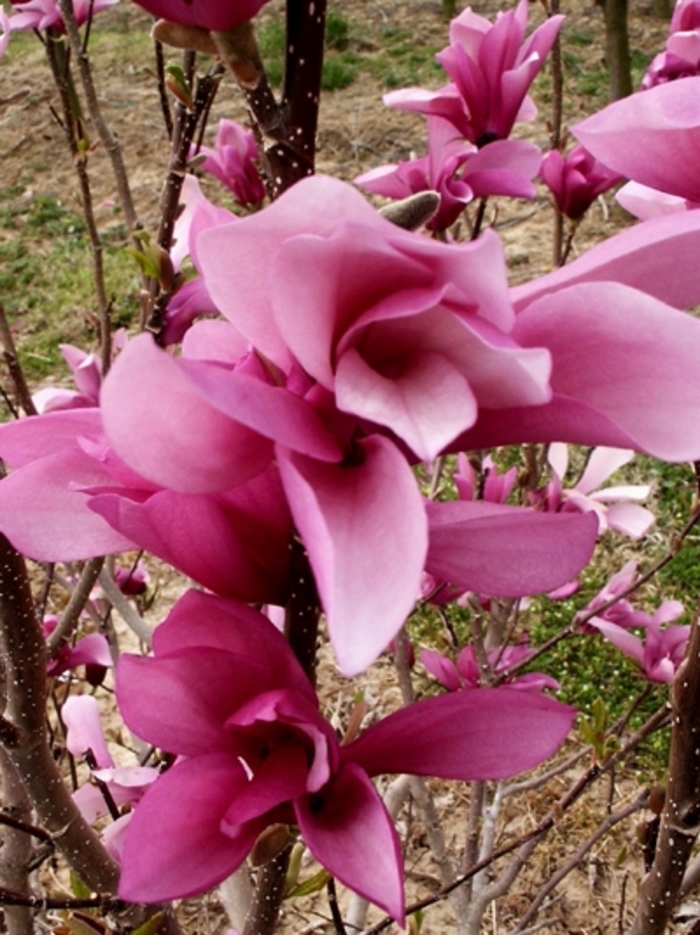 Galaxy - Magnolia from Miller Landscaping Supply