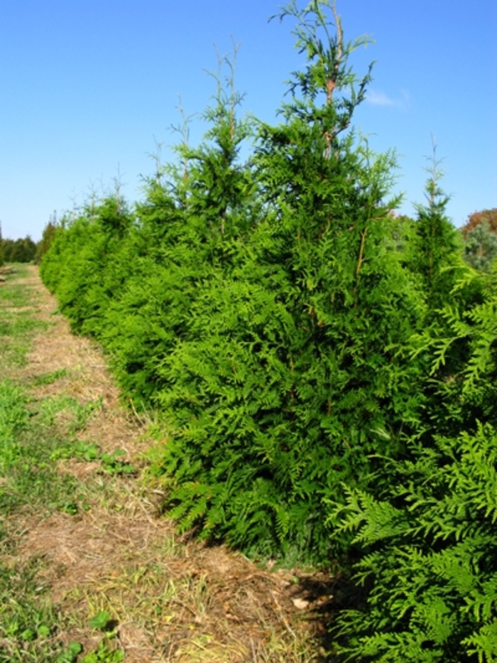 'Green Giant' Giant Arborvitae - Thuja from Miller Landscaping Supply