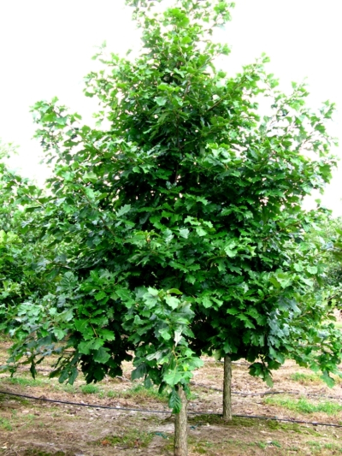 Swamp White Oak - Quercus bicolor from Miller Landscaping Supply