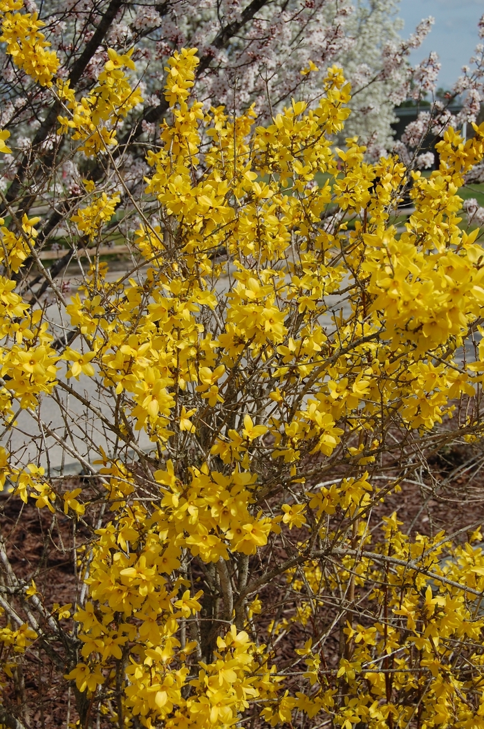 'Lynwood' - Forsythia x intermedia from Miller Landscaping Supply