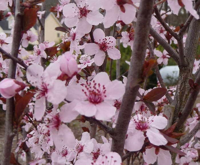 'Krauter Vesuvius' Purple Leaf Plum - Prunus cerasifera from Miller Landscaping Supply