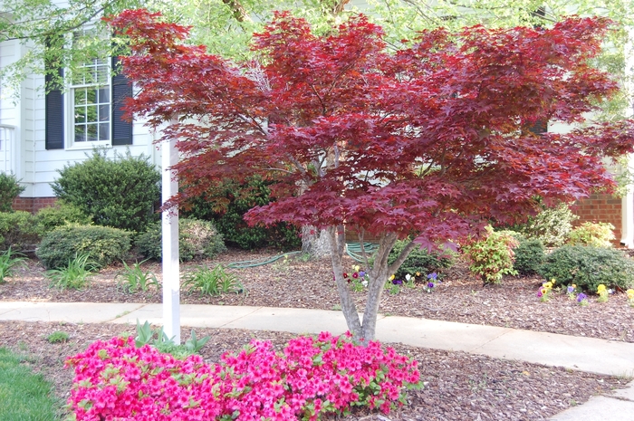 'Bloodgood' Japanese Maple - Acer palmatum var. atropurpureum from Miller Landscaping Supply