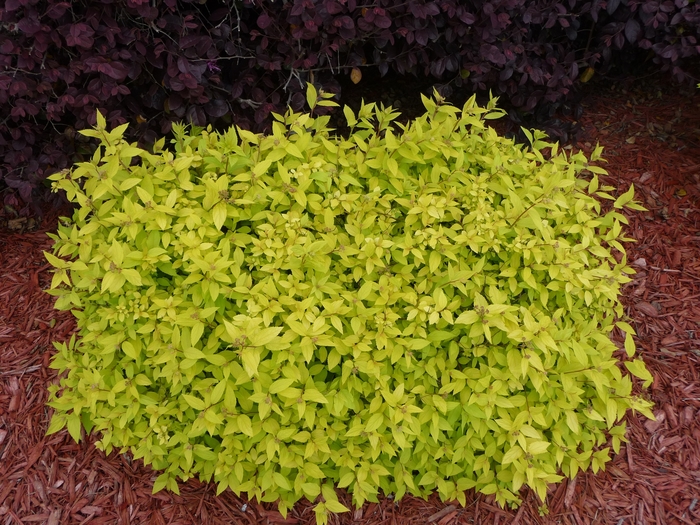 'Goldmound' Spirea - Spiraea japonica from Miller Landscaping Supply