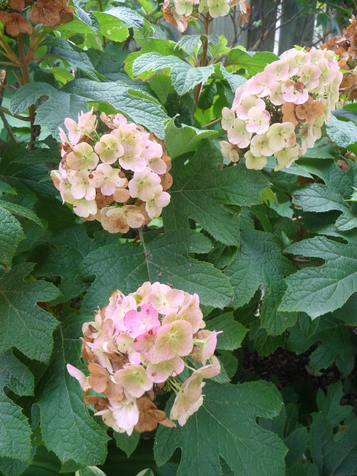 'Snow Queen' Oakleaf Hydrangea - Hydrangea quercifolia from Miller Landscaping Supply