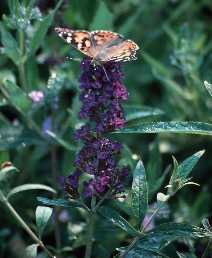 'Black Knight' Butterfly Bush - Buddleia davidii from Miller Landscaping Supply