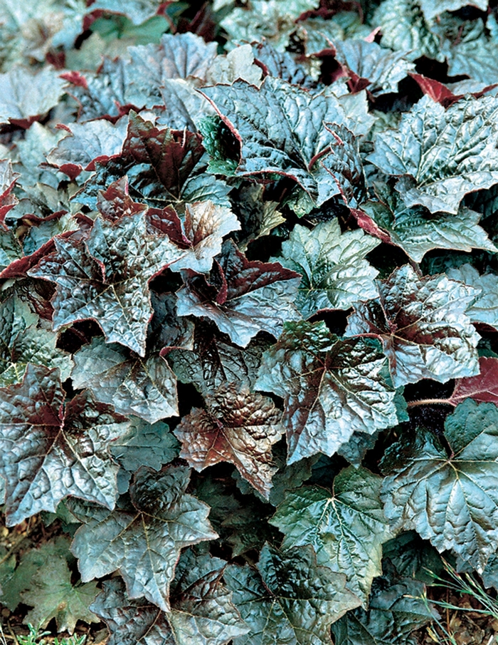 'Palace Purple' Coral Bells - Heuchera americana from Miller Landscaping Supply