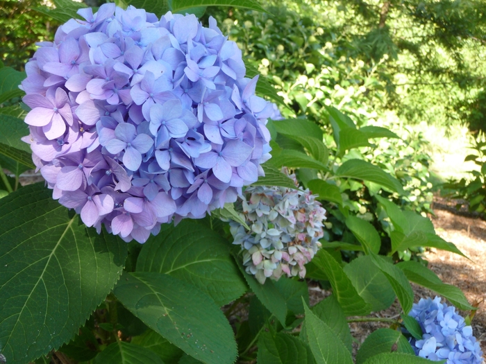 'Penny Mac' Bigleaf Hydrangea - Hydrangea macrophylla from Miller Landscaping Supply