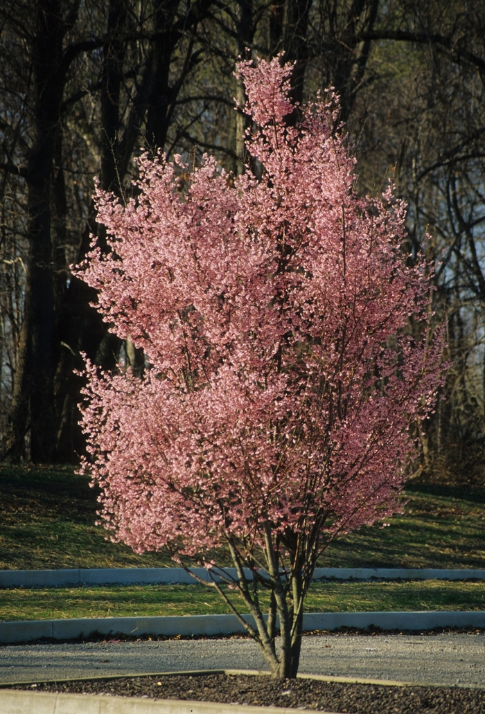 'Okame' Okame Cherry - Prunus x incamp COPY from Miller Landscaping Supply