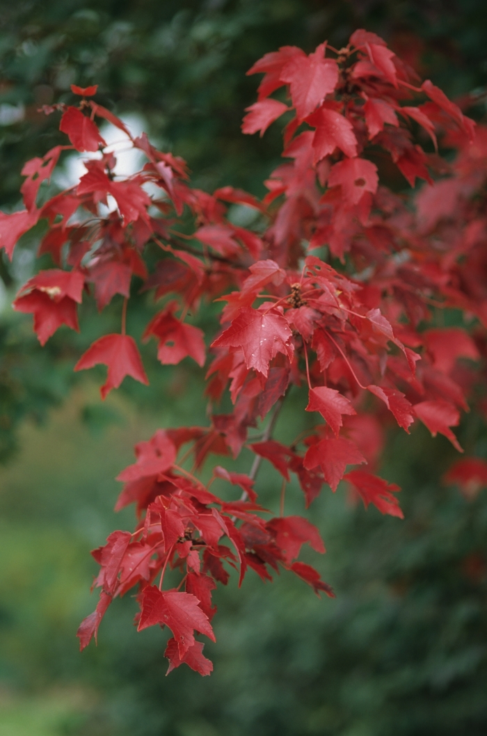 ''Autumn Blaze'' Red Maple - Acer rubrum from Miller Landscaping Supply