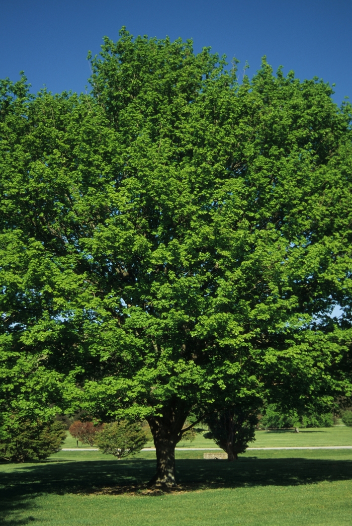 Sugar Maple - Acer saccharum from Miller Landscaping Supply