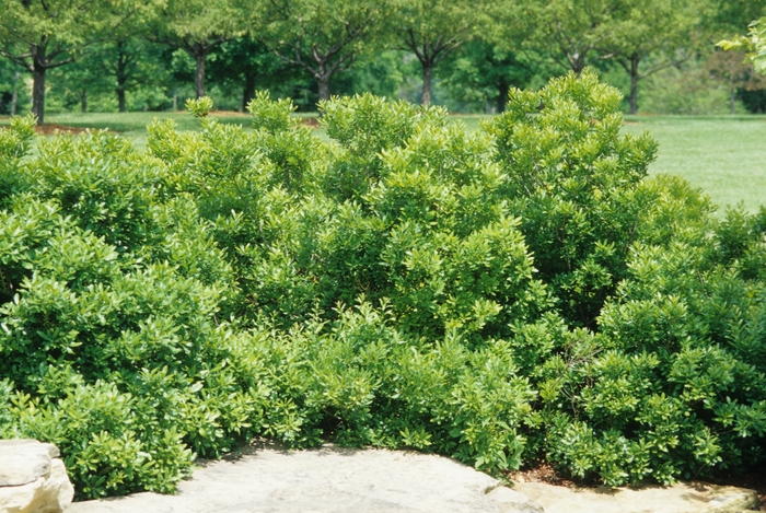 Waxmyrtle - Myrica cerifera from Miller Landscaping Supply