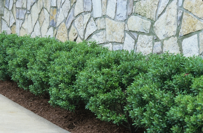 'Soft Touch' Compact Japanese Holly - Ilex crenata from Miller Landscaping Supply